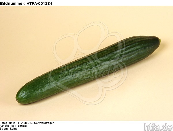 Gurke / cucumber / HTFA-001284