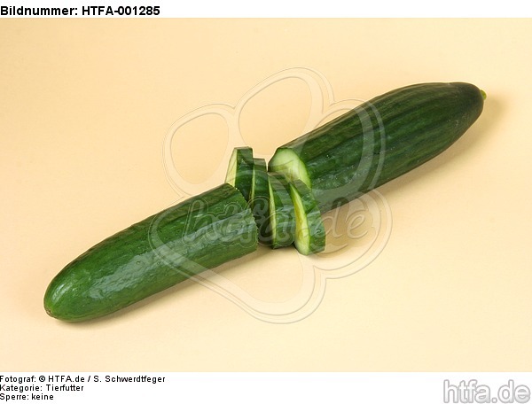 Gurke / cucumber / HTFA-001285