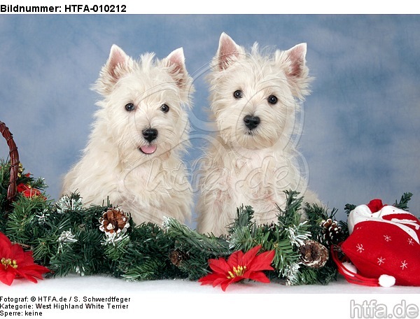 West Highland White Terrier Welpen / West Highland White Terrier Puppies / HTFA-010212