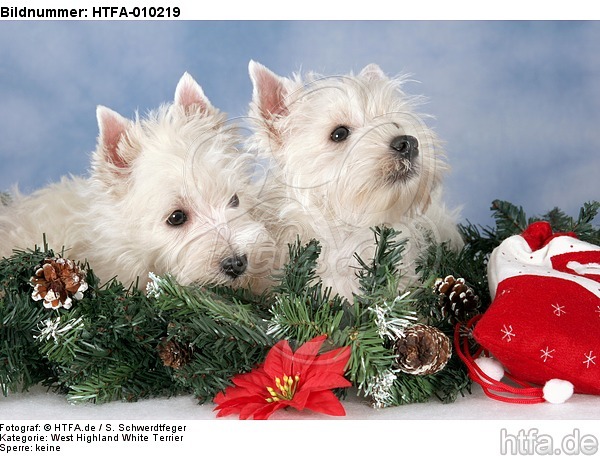 West Highland White Terrier Welpen / West Highland White Terrier Puppies / HTFA-010219