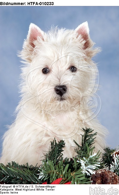 West Highland White Terrier Welpe / West Highland White Terrier Puppy / HTFA-010233