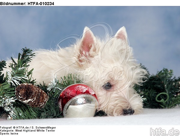 West Highland White Terrier Welpe / West Highland White Terrier Puppy / HTFA-010234