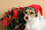 Parson Russell Terrier zu Weihnachten / PRT at christmas