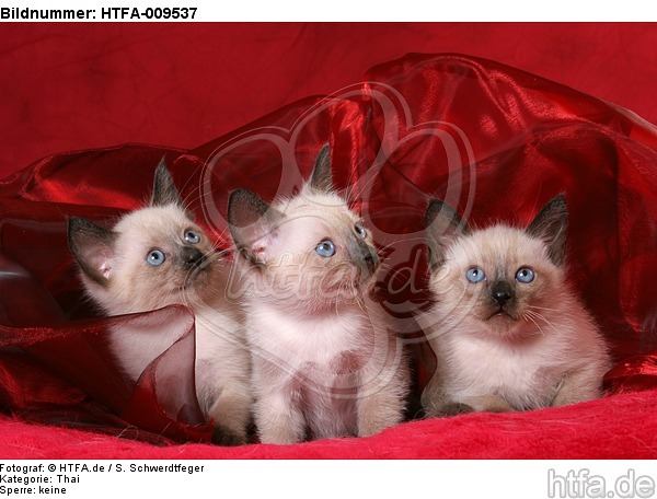 3 Thai Kätzchen / 3 thai kitten / HTFA-009537