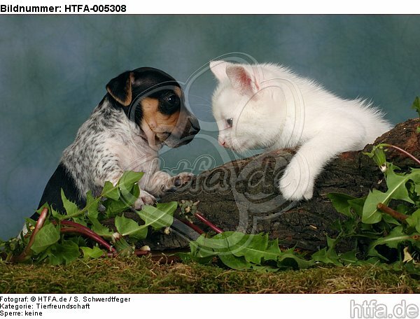 Jack Russell Terrier Welpe und Kätzchen / jack russell terrier puppy and kitten / HTFA-005308