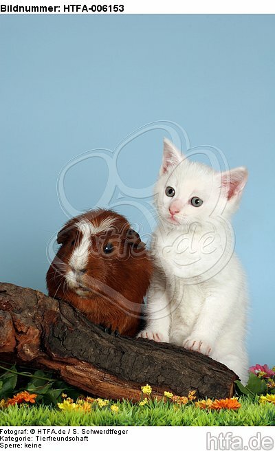Kätzchen und Meerschwein / kitten and guninea pig / HTFA-006153