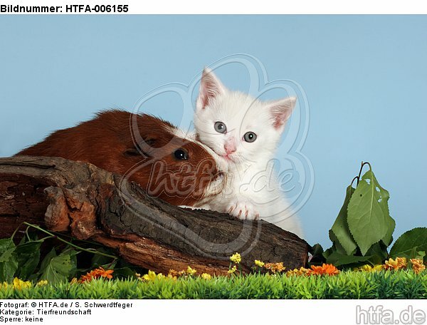 Kätzchen und Meerschwein / kitten and guninea pig / HTFA-006155