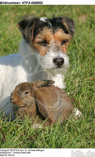 Parson Russell Terrier und Widderkaninchen / prt and lop-eared bunny / HTFA-008552