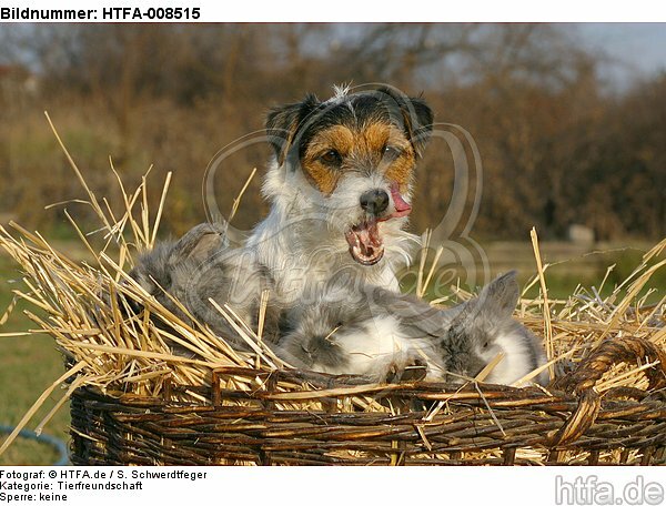 Parson Russell Terrier und Widderkaninchen / prt and lop-eared bunnies / HTFA-008515