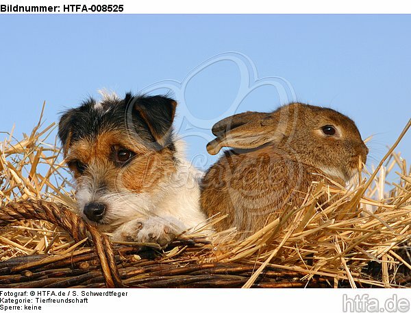 Parson Russell Terrier und Widderkaninchen / prt and bunny / HTFA-008525