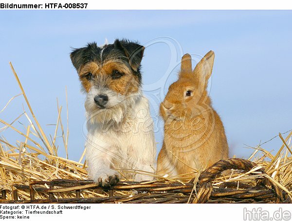 Parson Russell Terrier und Zwergkaninchen / prt and dwarf rabbit / HTFA-008537