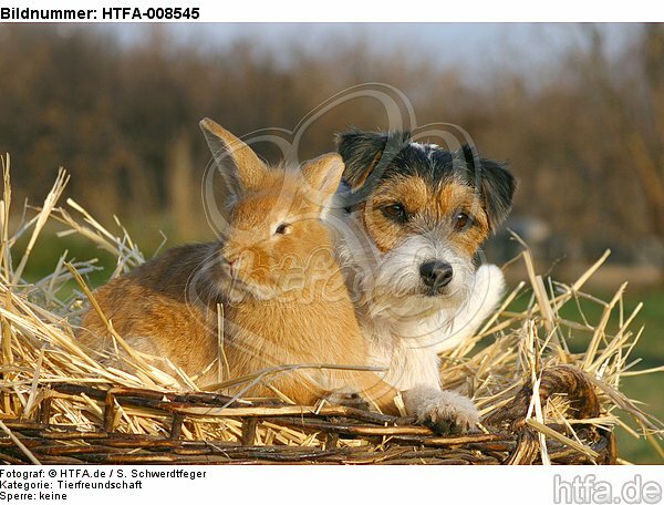 Parson Russell Terrier und Zwergkaninchen / prt and dwarf rabbit / HTFA-008545