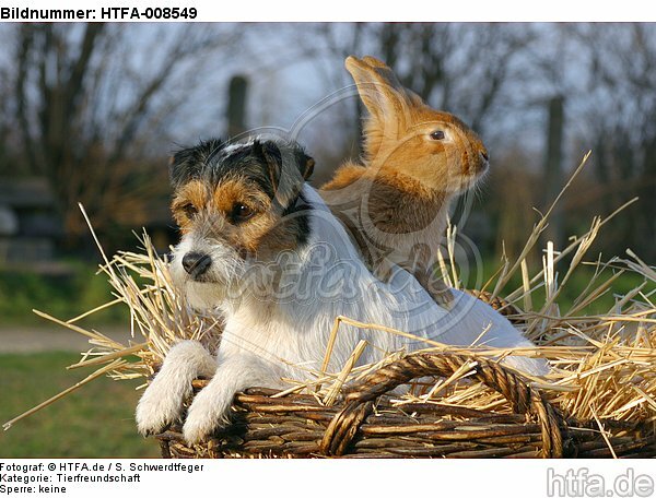Parson Russell Terrier und Zwergkaninchen / prt and dwarf rabbit / HTFA-008549