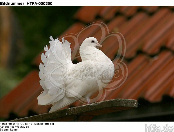 Pfautaube / fantail pigeon / HTFA-000350