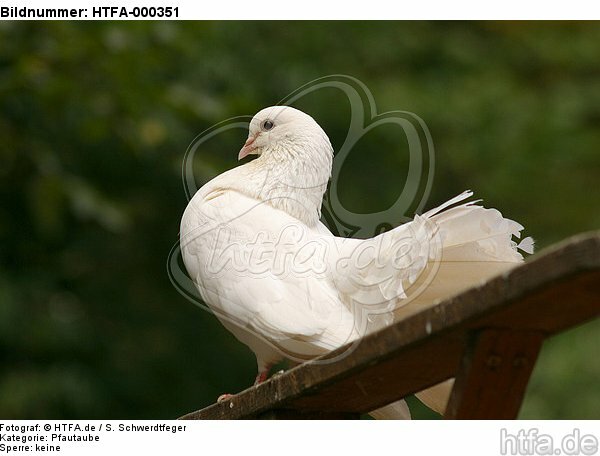 Pfautaube / fantail pigeon / HTFA-000351