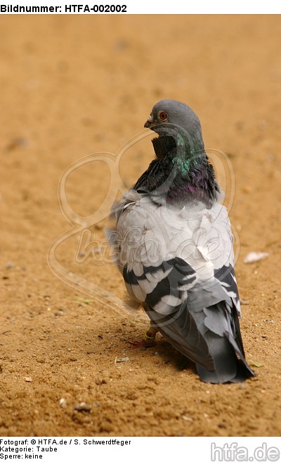 Taube / pigeon / HTFA-002002