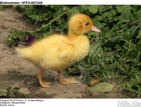 junge Warzenente / young muscovy duck / HTFA-007349
