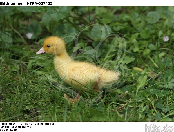 junge Warzenente / young muscovy duck / HTFA-007403