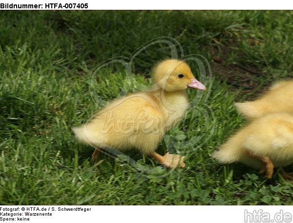 junge Warzenente / young muscovy duck / HTFA-007405