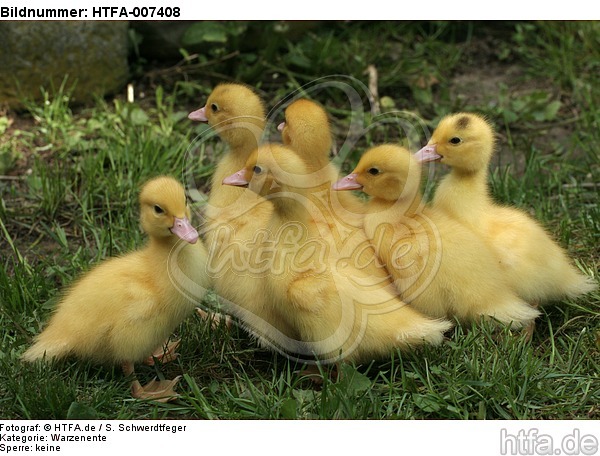 junge Warzenenten / young muscovy ducks / HTFA-007408