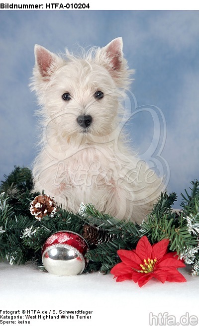 sitzender West Highland White Terrier Welpe / sitting West Highland White Terrier Puppy / HTFA-010204