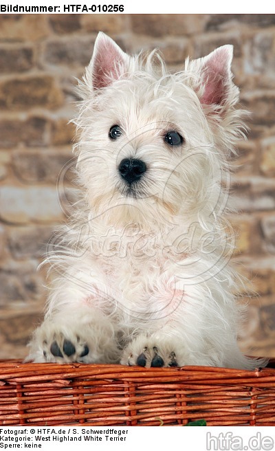 West Highland White Terrier Welpe / West Highland White Terrier Puppy / HTFA-010256