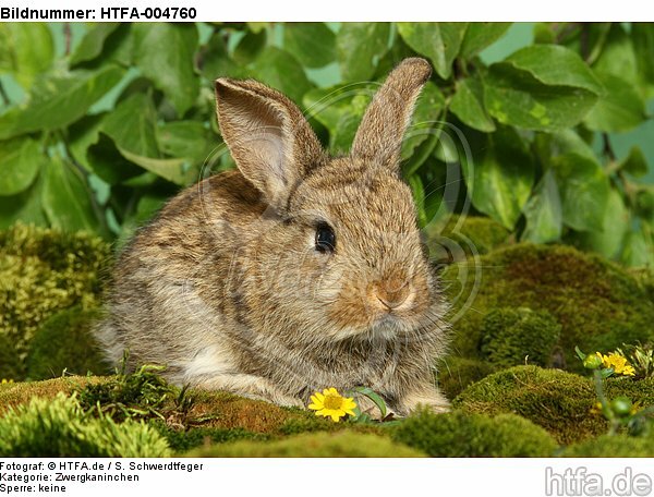 junges Zwergkaninchen / young dwarf rabbit / HTFA-004760