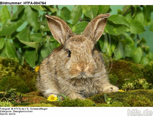junges Zwergkaninchen / young dwarf rabbit / HTFA-004764