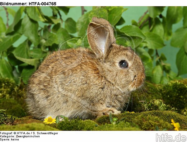junges Zwergkaninchen / young dwarf rabbit / HTFA-004765