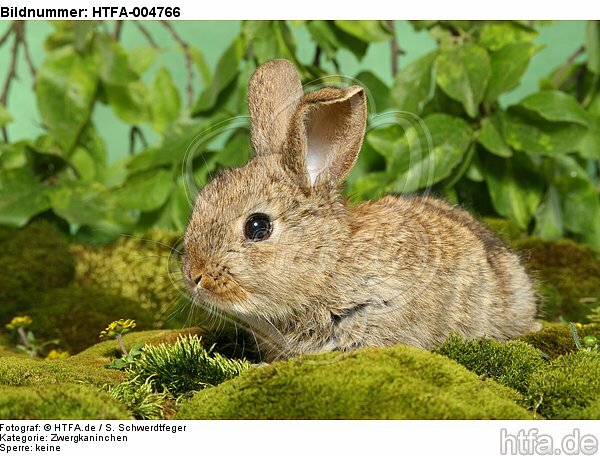 junges Zwergkaninchen / young dwarf rabbit / HTFA-004766