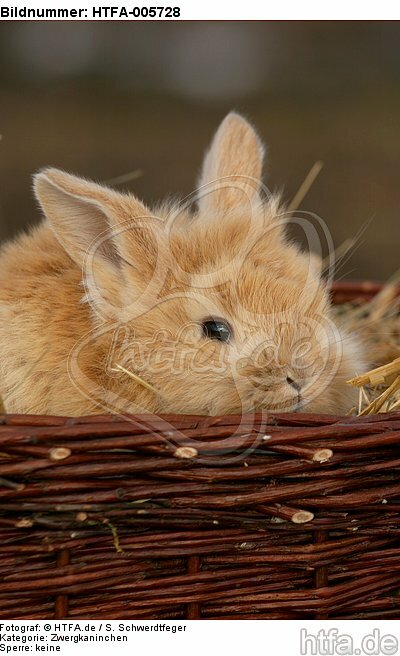 junges Zwergkaninchen / young dwarf rabbit / HTFA-005728