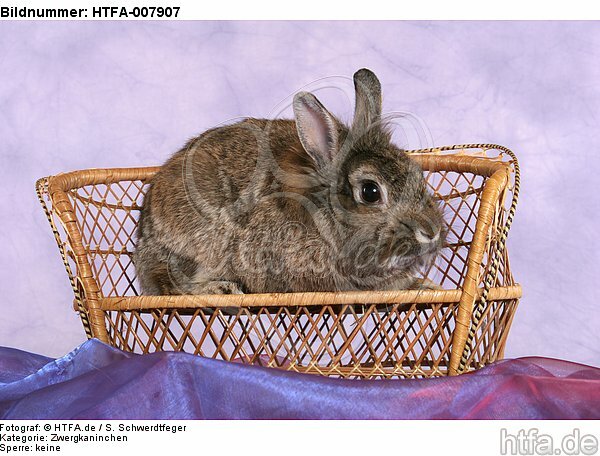 Zwergkaninchen / dwarf rabbit / HTFA-007907