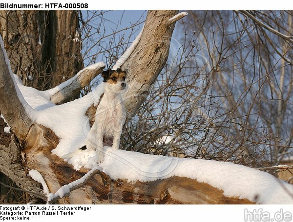 sitzender Parson Russell Terrier im Schnee / sitting prt in snow / HTFA-000508