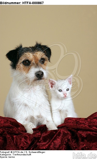 Parson Russell Terrier und Kätzchen / parson russell terrier and kitten / HTFA-000867