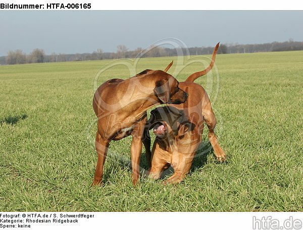 Rhodesian Ridgebacks / HTFA-006165