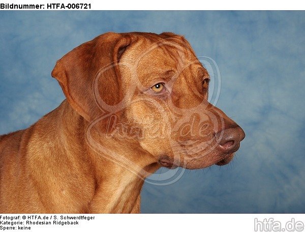 Rhodesian Ridgeback / HTFA-006721