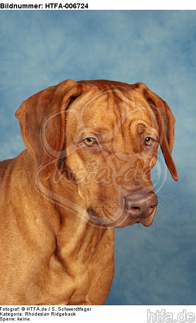 Rhodesian Ridgeback / HTFA-006724