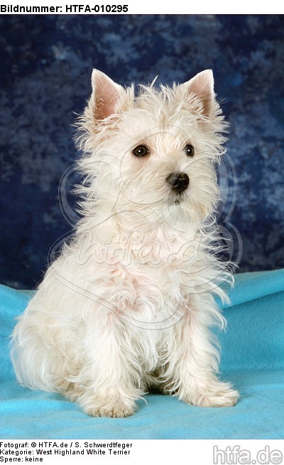 sitzender West Highland White Terrier Welpe / sitting West Highland White Terrier Puppy / HTFA-010295