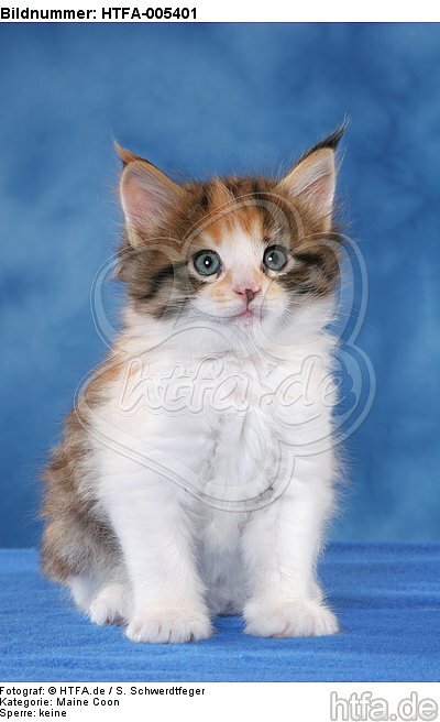 Maine Coon Kätzchen / maine coon kitten / HTFA-005401