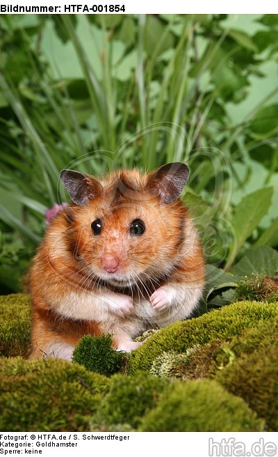 Goldhamster / golden hamster / HTFA-001854