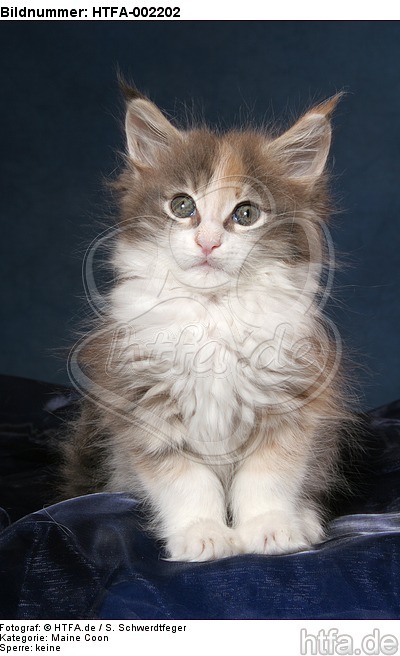 Maine Coon Kätzchen / maine coon kitten / HTFA-002202