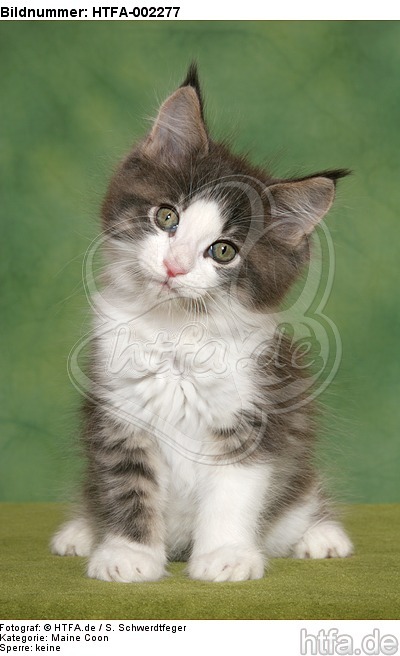 Maine Coon Kätzchen / maine coon kitten / HTFA-002277