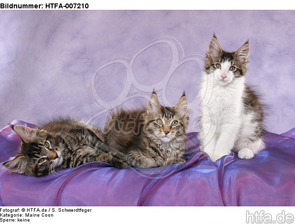 Maine Coon Kätzchen / maine coon kitten / HTFA-007210