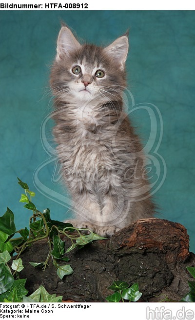 Maine Coon Kätzchen / maine coon kitten / HTFA-008912