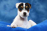 Parson Russell Terrier Welpe / parson russell terrier puppy