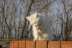 Hauskatze putzt sich / domestic cat is preening itself