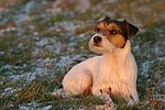 liegender Parson Russell Terrier im Abendlicht / lying PRT 