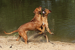 Rhodesian Ridgebacks