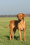 stehender Rhodesian Ridgeback / standing Rhodesian Ridgeback