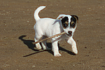 Parson Russell Terrier Welpe / parson russell terrier puppy